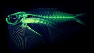 3D модели рыб для электронной базы от американского ученого