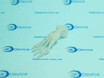 3D printed anatomical model of a human foot skeleton for medicine by 3DDevice.