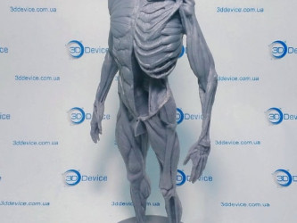 3D-printed anatomical models by 3DDevice. Custom models for medicine and education, high accuracy.