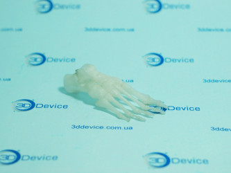 Miniature 3D printed foot bone skeleton model for medical or anatomical study. 3DDevice custom medical model printing.