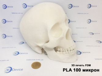 FDM 3D printed PLA human skull model (100 microns). Anatomical or medical replica service by 3DDevice: 3ddevice.com.ua.