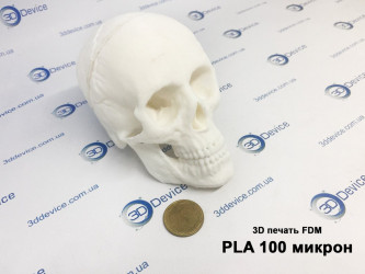 FDM 3D printed human skull model from PLA plastic (100 microns). Anatomical and educational replica service by 3DDevice experts.