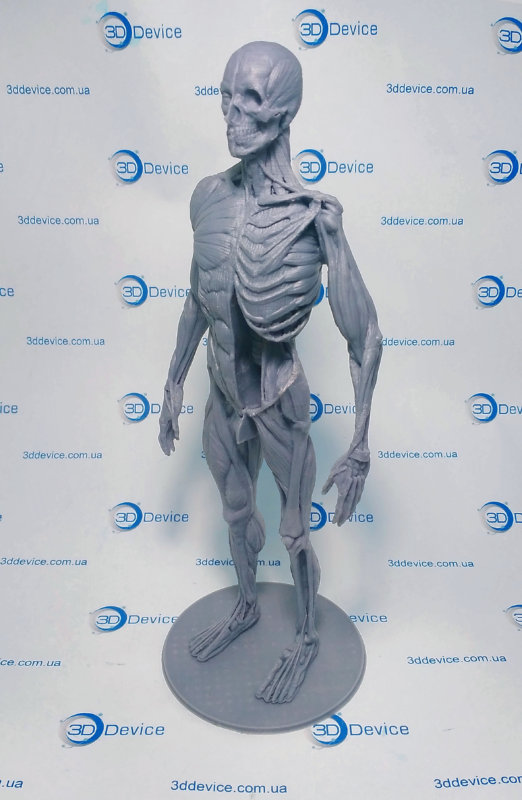 3D печать сложных анатомических моделей