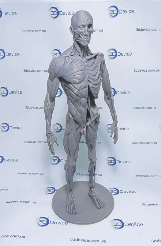 Анатомическая модель человека, напечатанная на 3D принтере