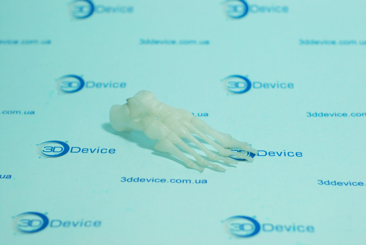 Миниатюрная 3D модель костей стопы, напечатанная на 3D принтере