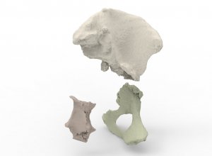 3D моделирование костей таза