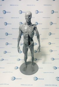 Анатомические 3D модели для 3D печати