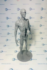 Анатомические 3D модели печать на 3D принтере