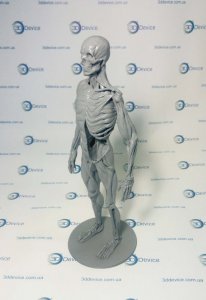 Анатомические 3D модели под 3D печать