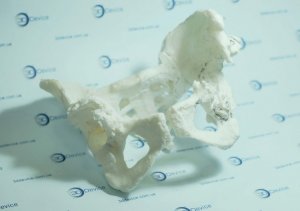 Анатомические 3D модели под 3D принтер