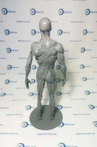 Анатомические 3D модели под печать на 3D принтере